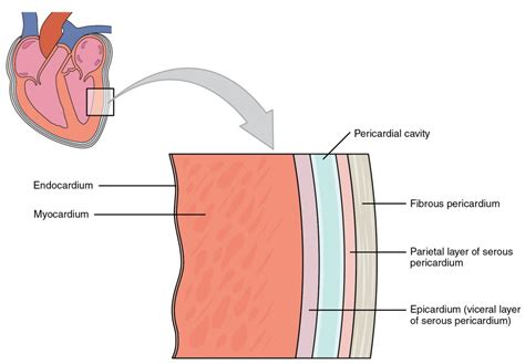 heart anatomy anatomy  physiology ii