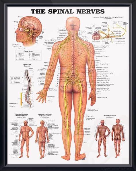 Human Spinal Nerves Anatomical Chart A Visual Reference Of Charts