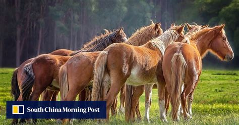 Australia to restart ‘essential’ aerial shooting of wild horses to ...