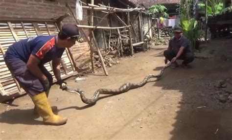 Ular Sanca 4 Meter Gegerkan Warga Jombang Mendadak Muncul Dan Nyaris