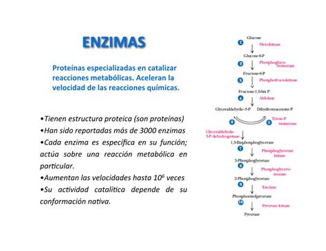 PDF Enzimas Concepto Y Clasificacion DOKUMEN TIPS