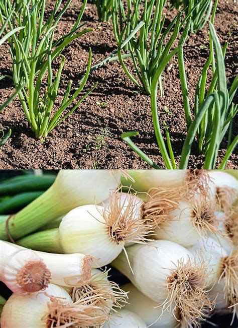 Planting And Growing Guide For Scallions Allium Fistulosum