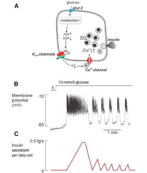 A Stimulus Secretion Coupling In Pancreatic Beta Cell Abbreviations