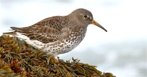 Rock Sandpiper Identification, All About Birds, Cornell Lab of Ornithology