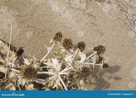 Dried Grass In The Sand Stock Photo Image Of Shore Holiday 66536452