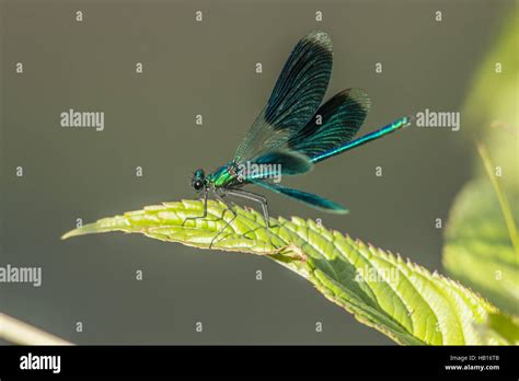 Banded Demoiselle Calopteryx Splendens Stock Photo Alamy