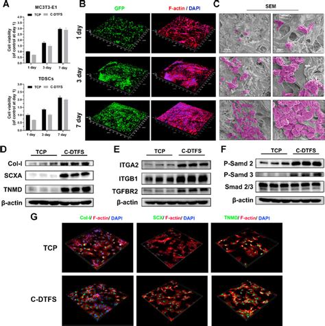 Viability And Morphology Of Tdscs Seeded In C Dtfs A Cell Viability