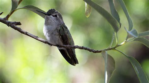 Hummingbird perched on a branch Photograph by Michael Moriarty - Fine ...