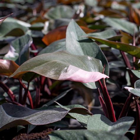 Pink Princess Philodendron | medium