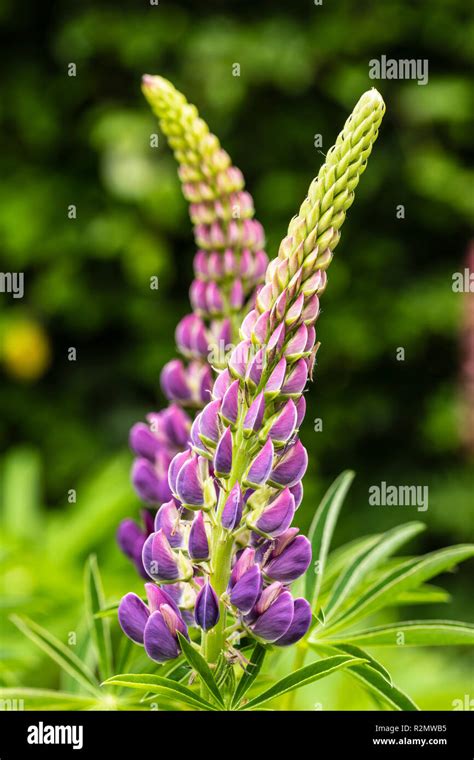 Garden Lupine Hi Res Stock Photography And Images Alamy