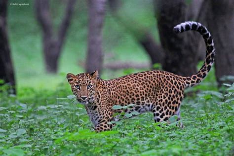 Jhalana Leopard Safari | Rajasthan Willdlife Tour | Jhalana Leopard ...