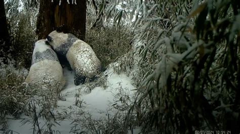 Park In Sw China Discovers Precious Footage Of Giant Panda And Her Cub Cgtn