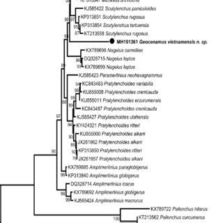 Phylogenetic Tree Generated From Its Rdna Sequences Based On Ml Method