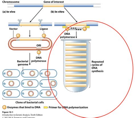 Cloning And Molecular Biology Flashcards Quizlet