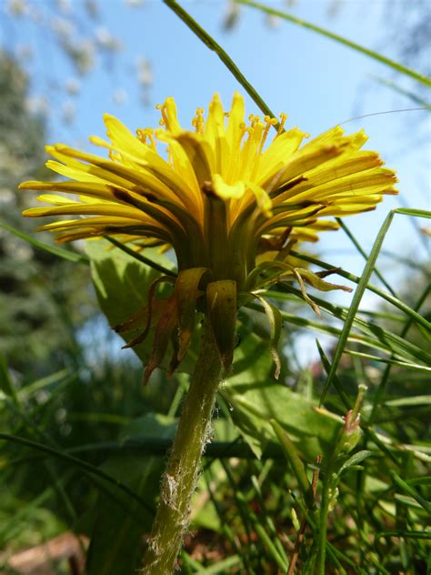 Banco De Imagens Natureza Flor Plantar Campo Prado Dente De Le O