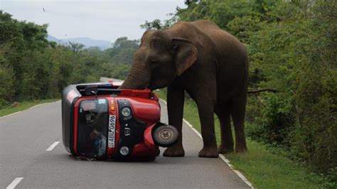 Wild Elephants in Sri Lanka – Exploring in Your Own TukTuk - tuktukrental.com - Tuktuk Rental