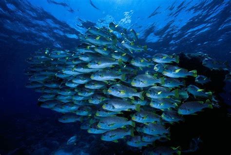 27 Incredible Underwater Pictures of Schooling Fish