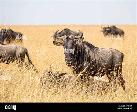 Wildebeest Gnu On The Maasai Mara Kenya East Africa Stock Photo Alamy