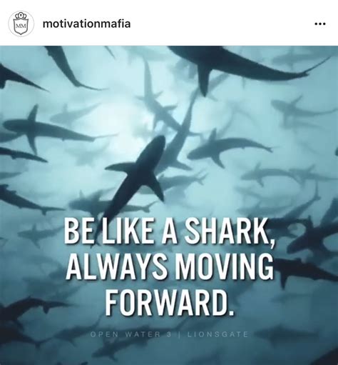 Funny Shark Quotes Shortquotescc