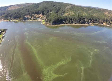 Alcalde Por Actual Condición Del Lago Vichuquén “se Está Dando El