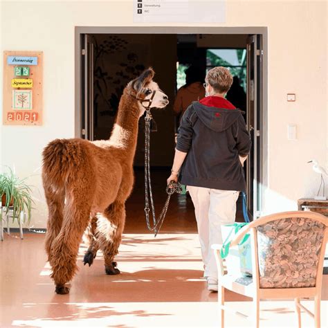 Tiergest Tzte Demenz Therapie Alpakas Vom Roten Berg