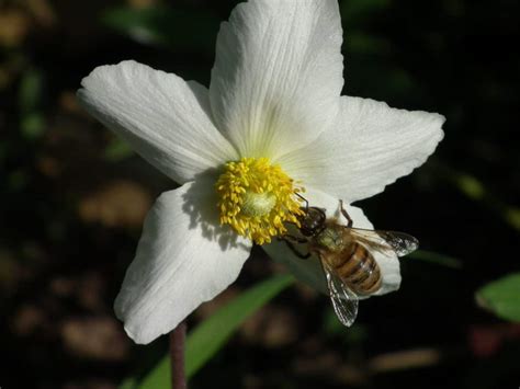 Imagen Gratis Flor Naturaleza Planta Hierba P Talo Flor Flor Jard N