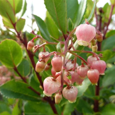 Arbutus Unedo Rubra Arbousier I P Pini Re En Ligne