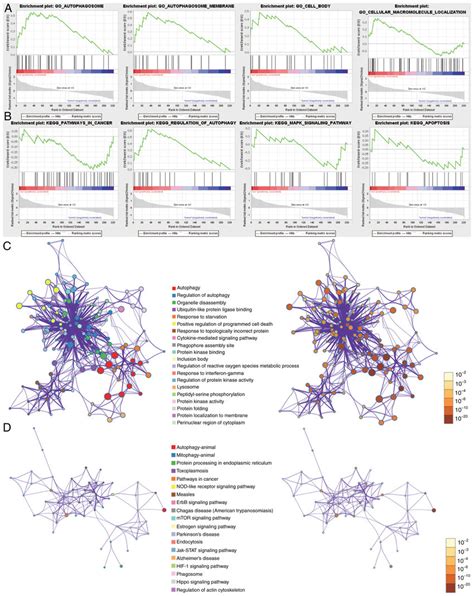 Functional Analysis Of Args A Go Analysis Of Args By Gsea B Kegg