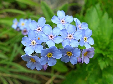 Myosotis Alpestris Alpe Forglemmigej Fuglebjerggaard Netbutik