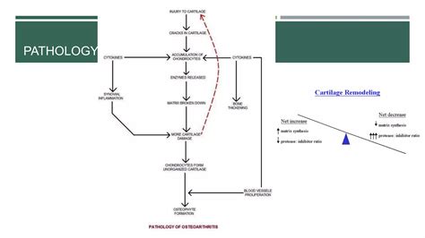 Hip osteoarthritis | PPT