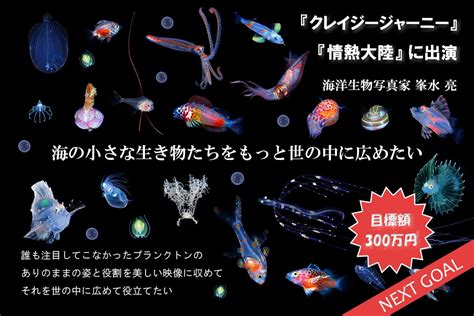 海の小さな生き物たちをもっと世の中に広めたい Campfire キャンプファイヤー