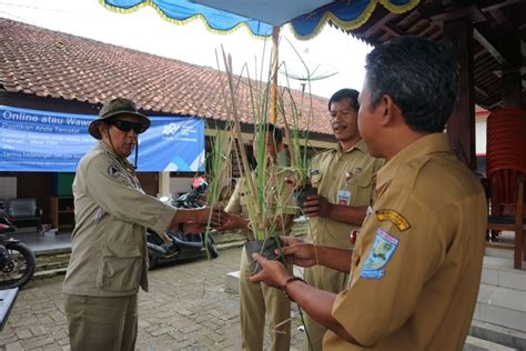 Rumput Vetiver Jadi Solusi Efektif Dan Efisien Cegah Tanah Longsor