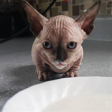 A Hairless Cat Sitting On The Floor Next To A White Bowl With Something