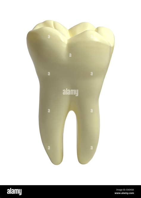 molar teeth human  res stock photography  images alamy