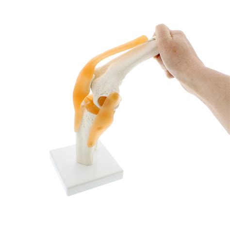 MonMed Life Size Human Knee Joint Model with Knee Ligament, Knee