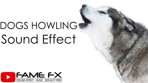 Dogs Howling Sound Effect - YouTube