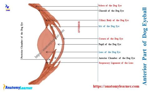 Dog Eye Anatomy - Eyeball, Eyelids, and Muscles with Diagram ...