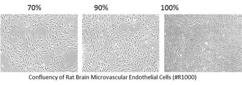 13 Technical Tips For Successful Primary Cell Culture Sciencell