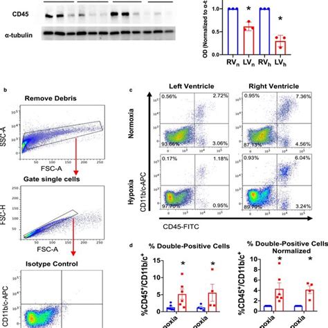 The Rat RV Contains More Immune Cells Than The LV In Normoxia And