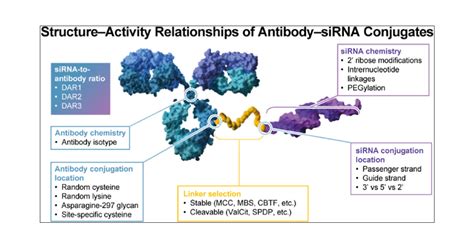 Structure Activity Relationship Of Antibody Oligonucleotide Conjugates