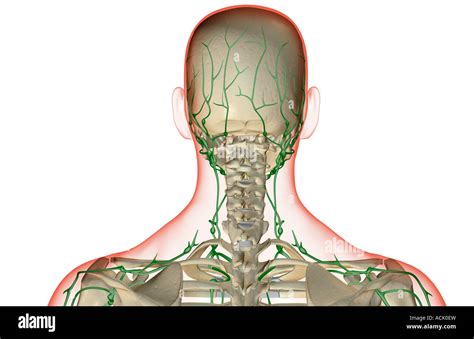 Cervical Lymph Nodes Stockfotos Cervical Lymph Nodes Bilder Alamy