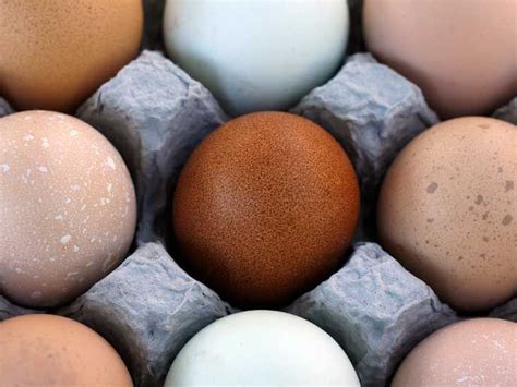 Brown Vs White Eggs — Is There A Difference