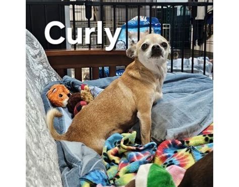 Quakertown Pa Chihuahua Meet Curly A Pet For Adoption