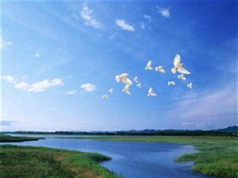 Fondos de aves Imágenes Aves página 103