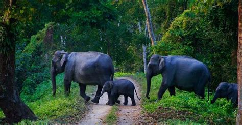 Kerala Wildlife Sanctuary, National Parks of Kerala