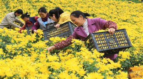 金丝皇菊吸“金” 四川农网