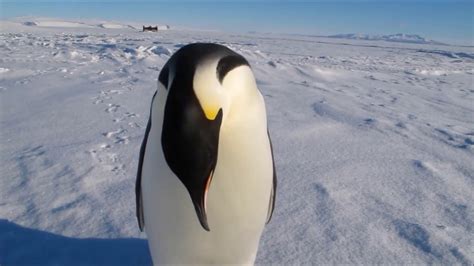 Penguin Sounds Hd Youtube