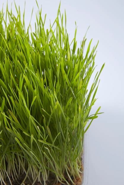 Premium Photo Wheatgrass Growing Against White Background