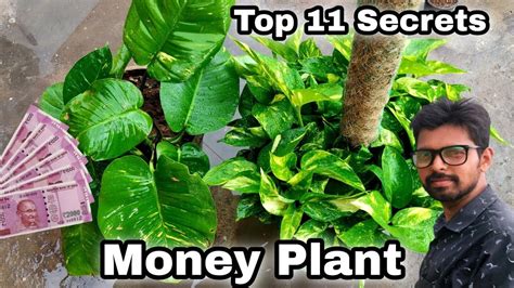 22 Types Of Money Plant With Names/Varieties Of, 53% OFF