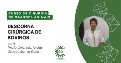 Curso de Cirurgia de Grande Animais Descorna Cirúrgica em Bovinos em